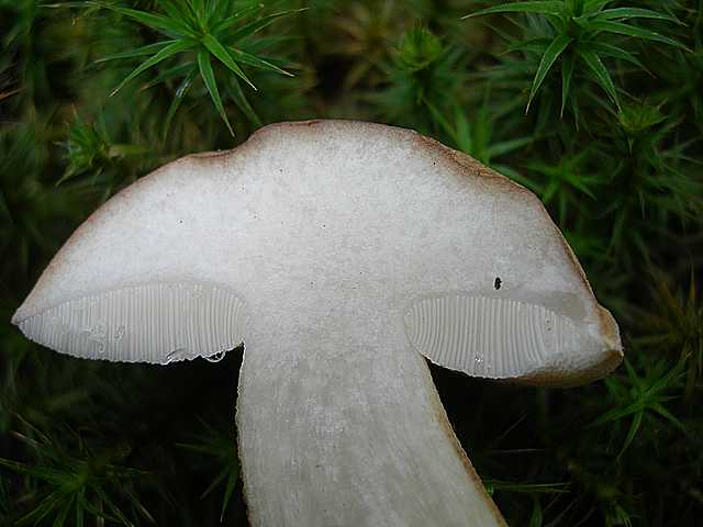 Tylopilus felleus: scheda fotografica